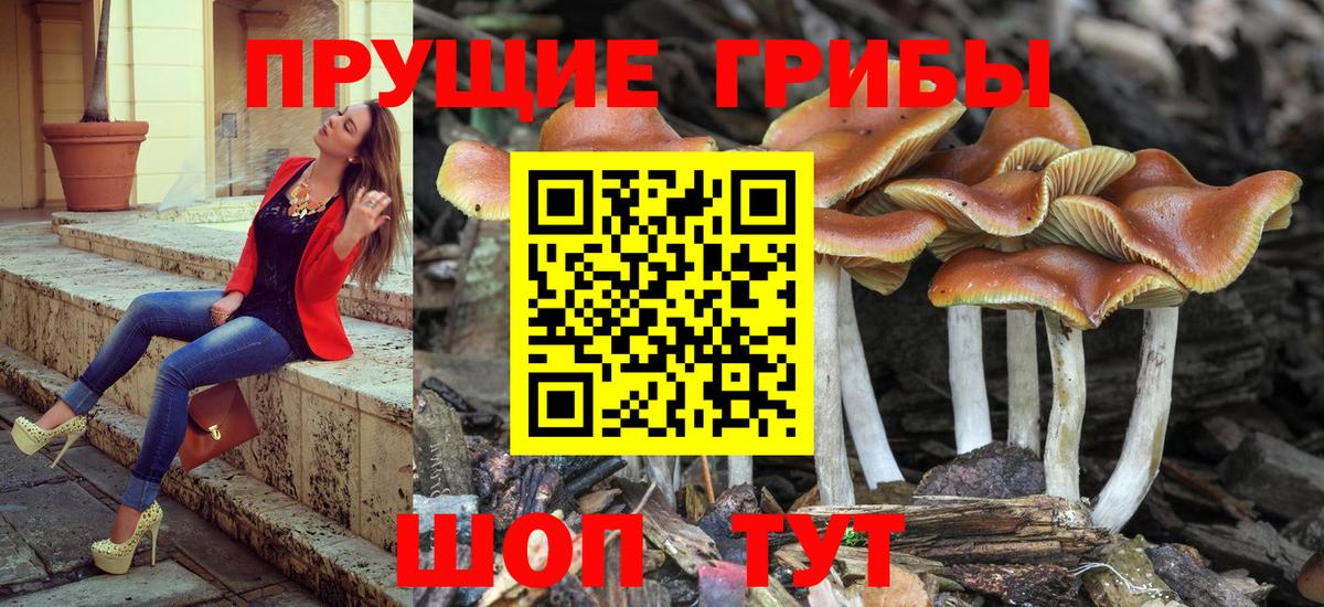 Галлюциногенные грибы ЛСД  Красногорск  Галлюциногенные грибы мухоморы 