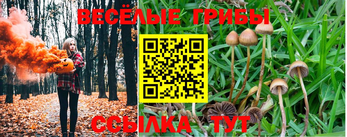 Псилоцибиновые грибы Cubensis Красногорск